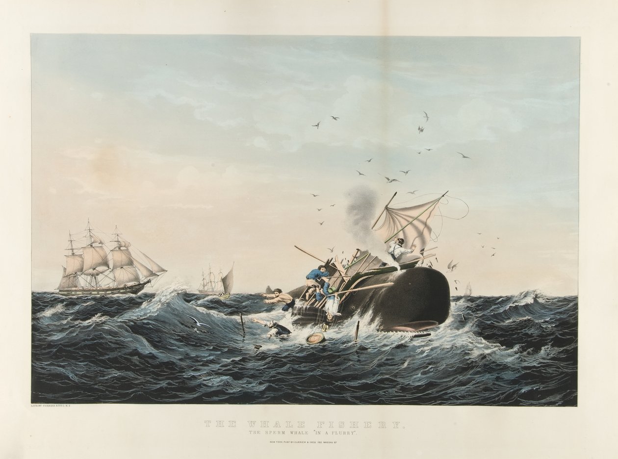The Whale Fishery: Sperm Whale 