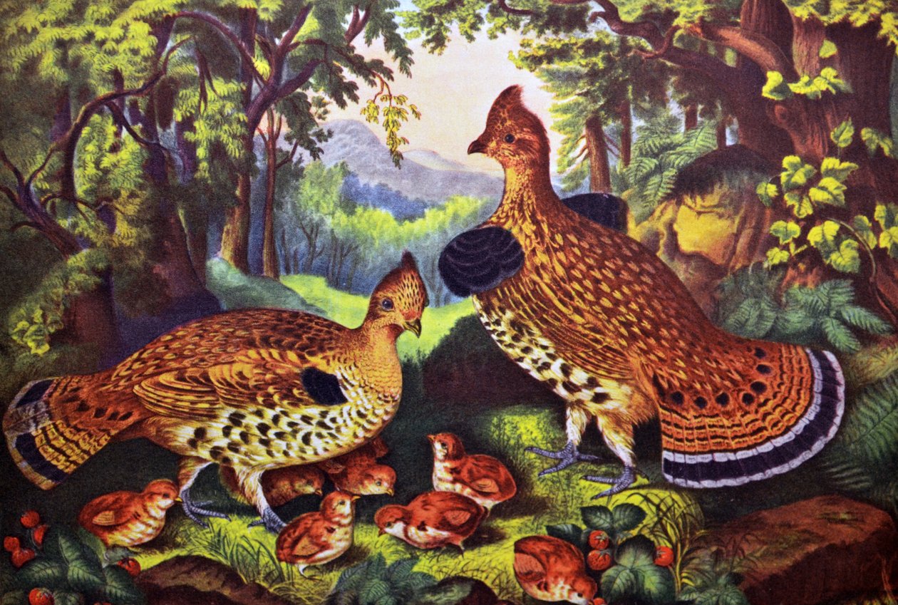 Den glade familie, ryper og unge af N. and Ives, J.M. Currier