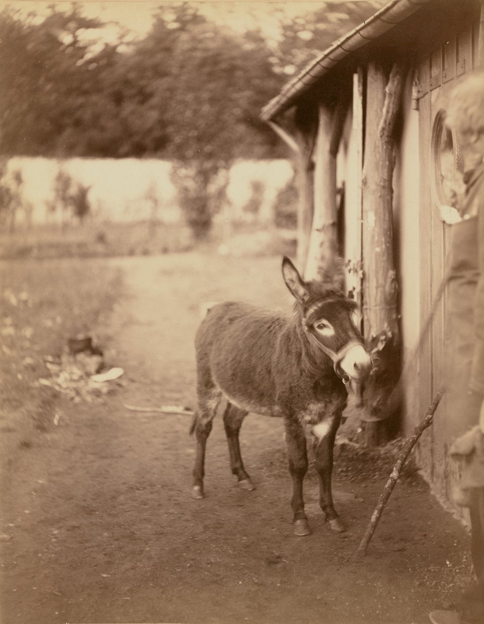 Sénart, Biribi-æselet af Nadar [Gaspard Félix Tournachon]