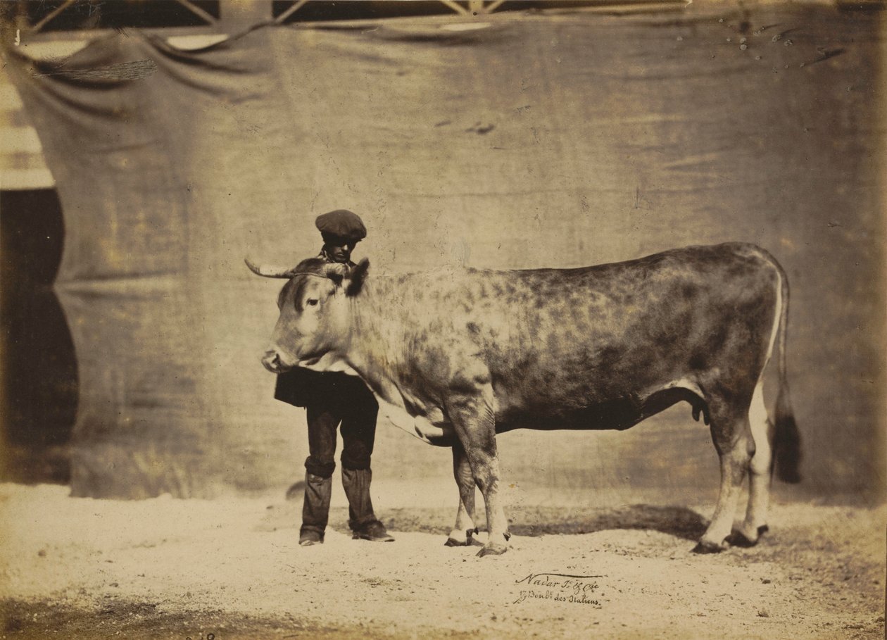 Garonnaise-ko, 5 til 6 år gammel, 1856 (foto) af Nadar Jeune (1825 1903)