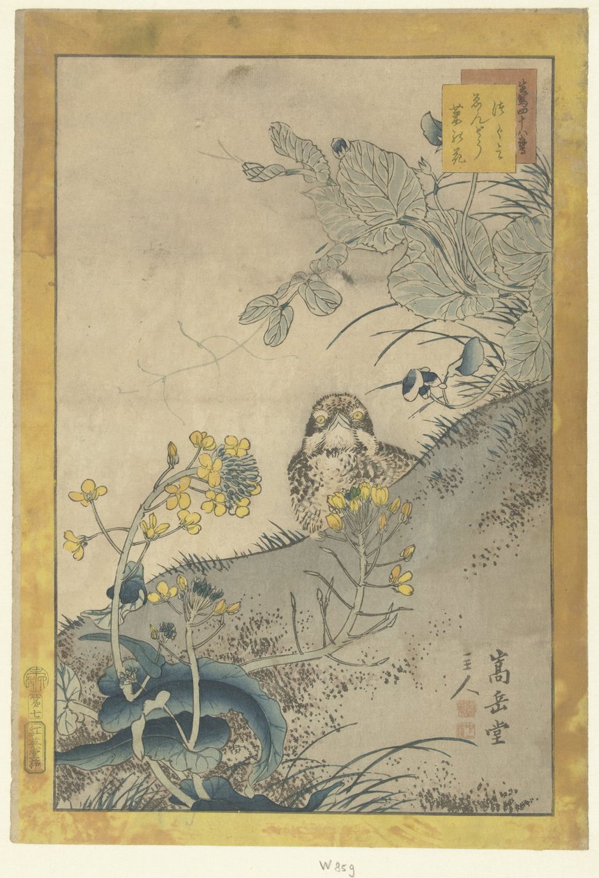 Ung trøske, blomstrende ært og raps Tsugumi endo nanohana (titel på objekt) 48 skitser Ikiutsutsu yojuhachiban (serietitel på objekt) af Nakayama Sugakudo