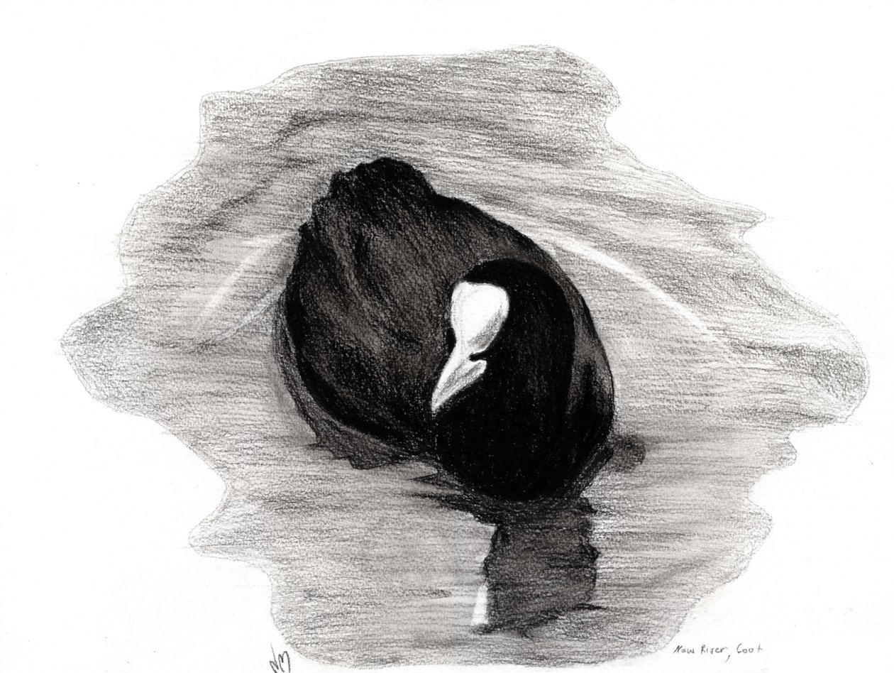 Coot of London, 2013 (kul på papir) af Nancy Moniz Charalambous