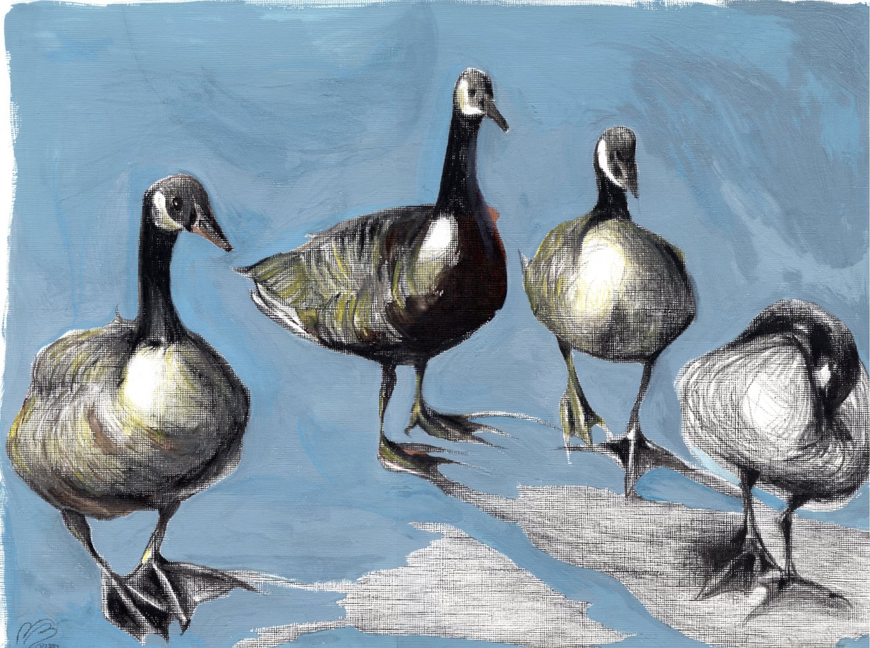 Friendly Canada Geese, 2012, (gouache og kul på papir) af Nancy Moniz Charalambous