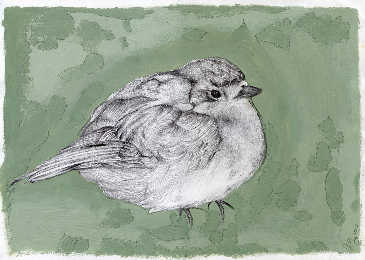 Plump Little Robin, 2012, (gouache, blyant på papir) af Nancy Moniz Charalambous