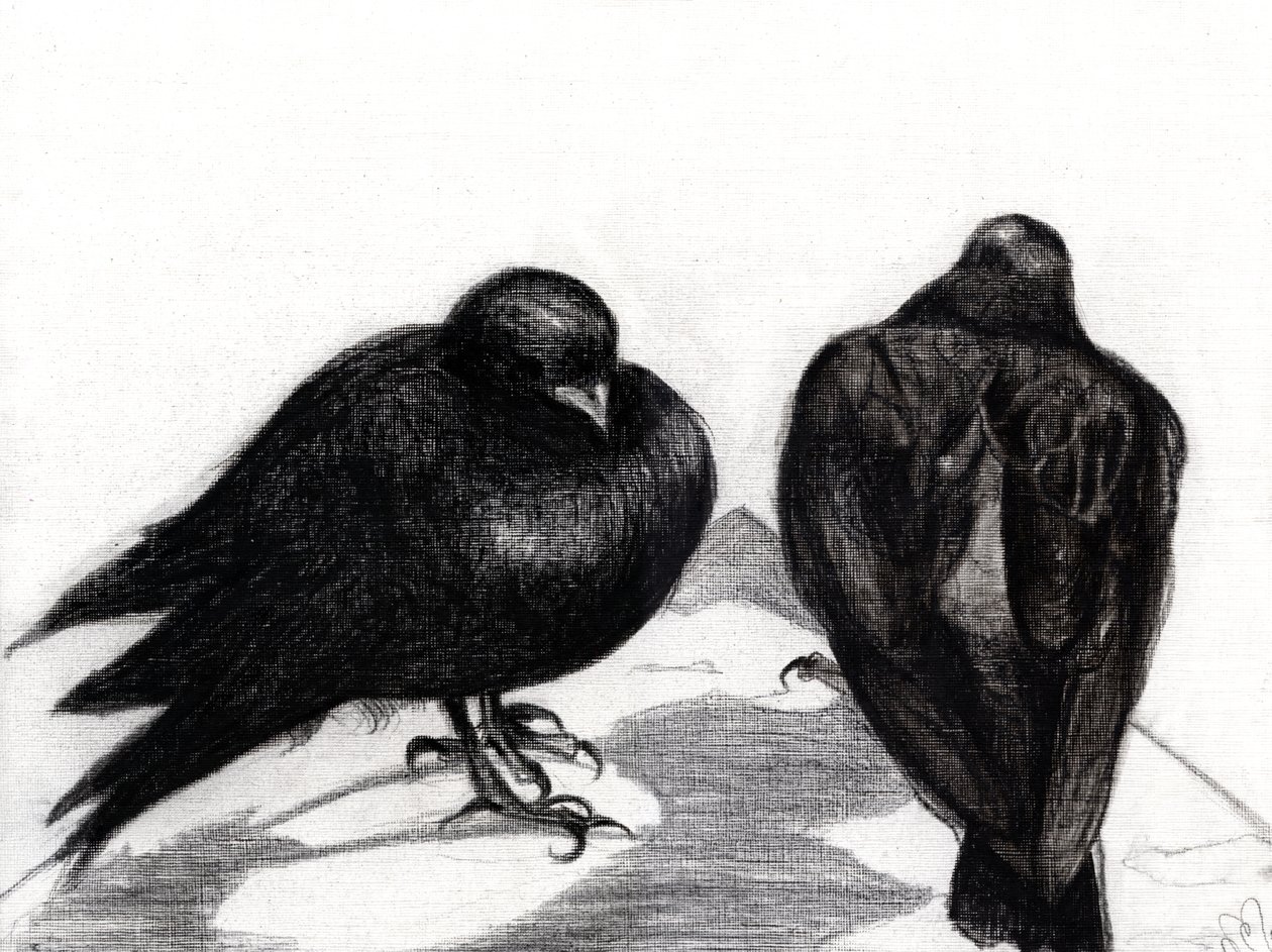Serious Pigeon Situation, 2012, (kul på papir) af Nancy Moniz Charalambous
