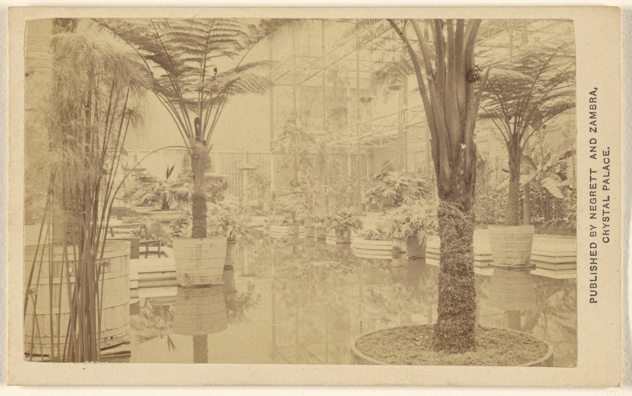 Trofæer [plantevækster, interiør i Crystal Palace]. af Negretti and Zambra