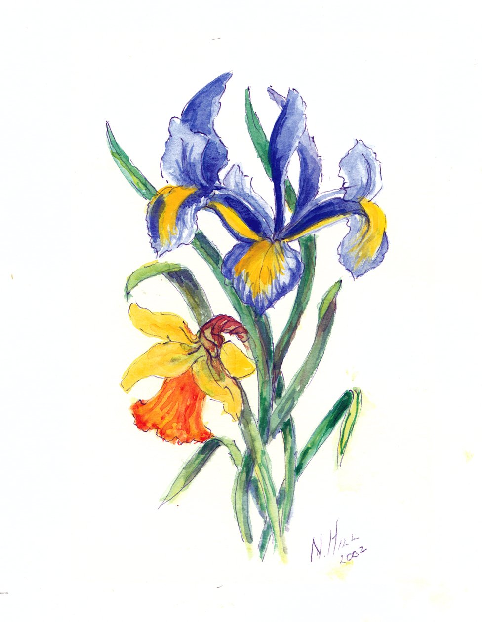 Blue Iris and Daffodil, 2002 (wc på papir) af Nell Hill