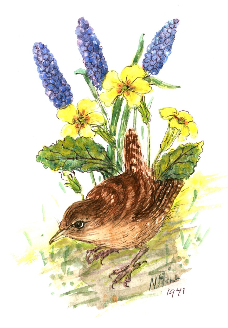 Græssmutte i Primula (wc på papir) af Nell Hill