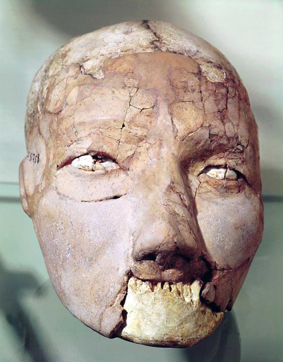 Kranie, fra Jericho, 7000-6000 f.Kr. (gips, knogler og skaller) af Neolithic