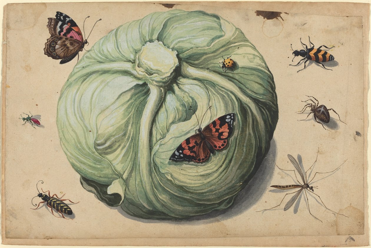 Kålhoved med insekter af Netherlandish 17th Century