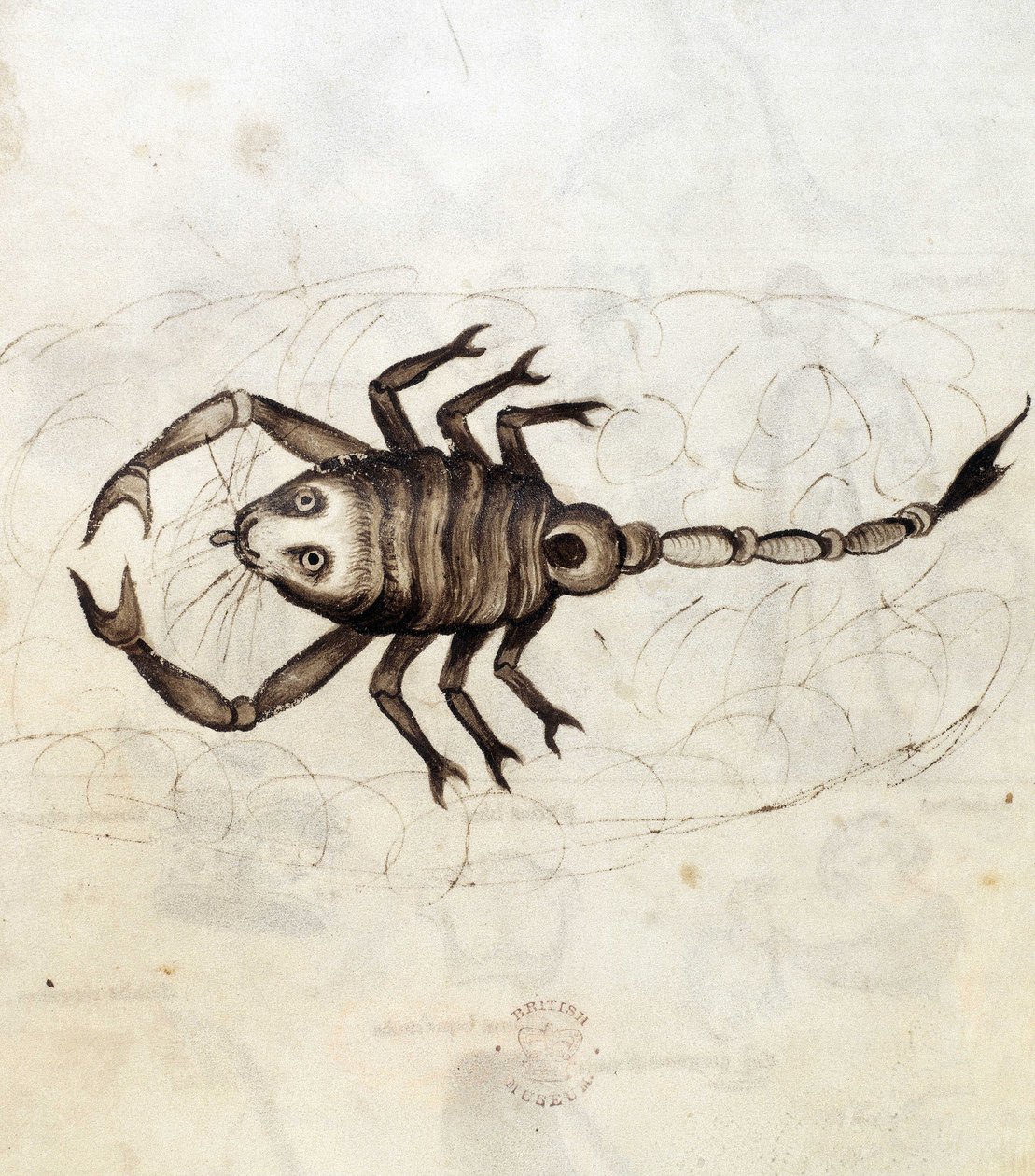 Sloane 3983. Folio nr.: 23 Stjernetegnet Skorpionen (vellum) af Netherlandish School