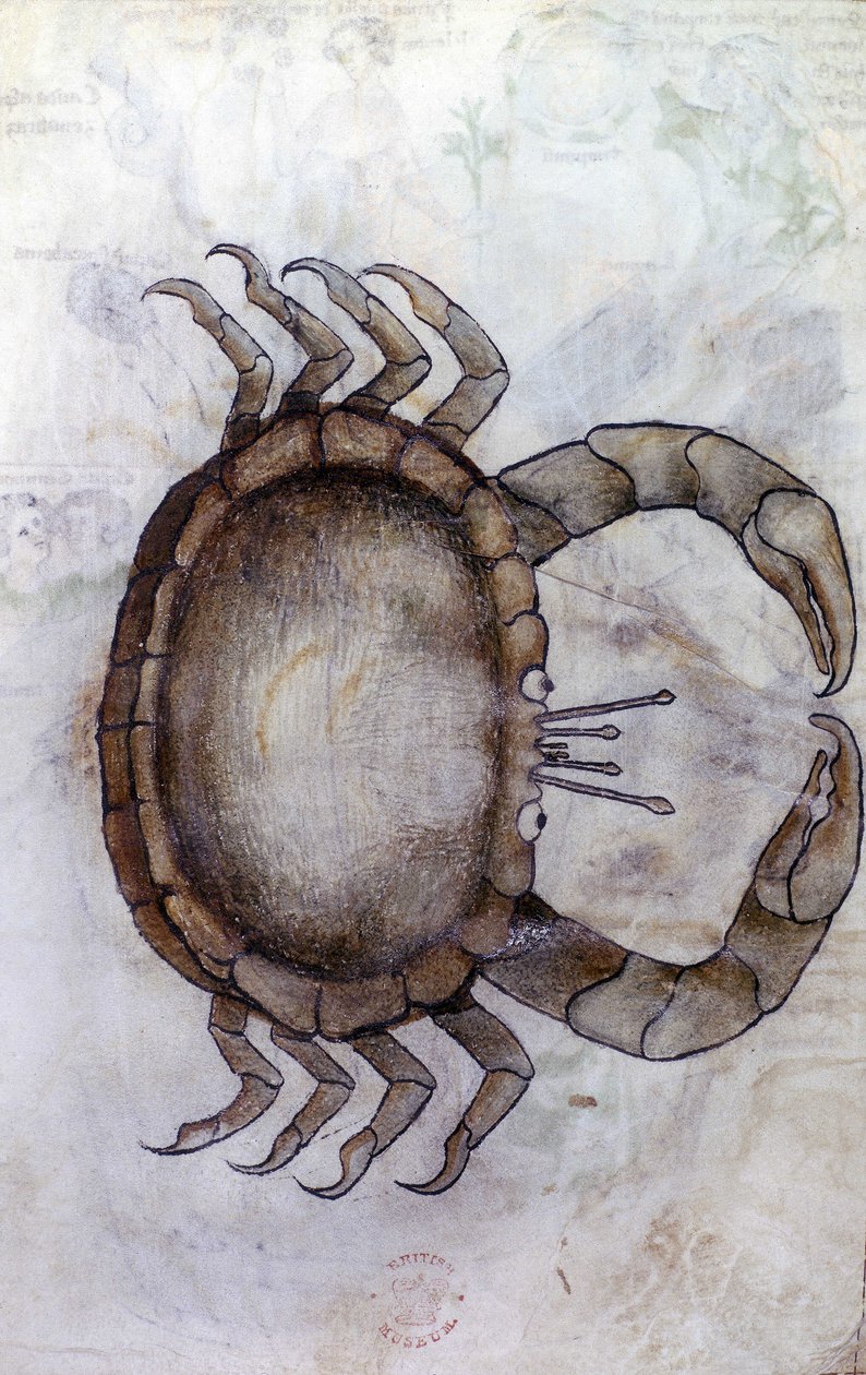 Sloane 3983 f.14v, En krabbe, stjernetegn for kræft af Netherlandish School