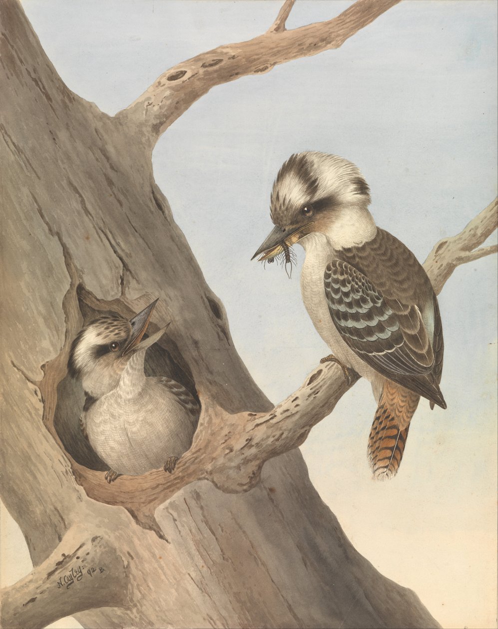 Grinende Kookaburra, Dacelo novaeguineae af Neville HP Cayley