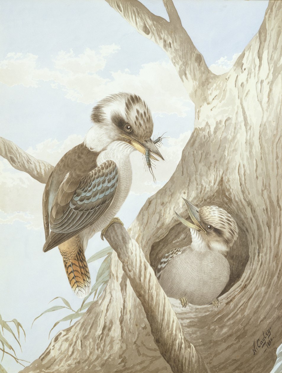 Kookaburras fodring ved en rede i et træ, 1892 af Neville HP Cayley