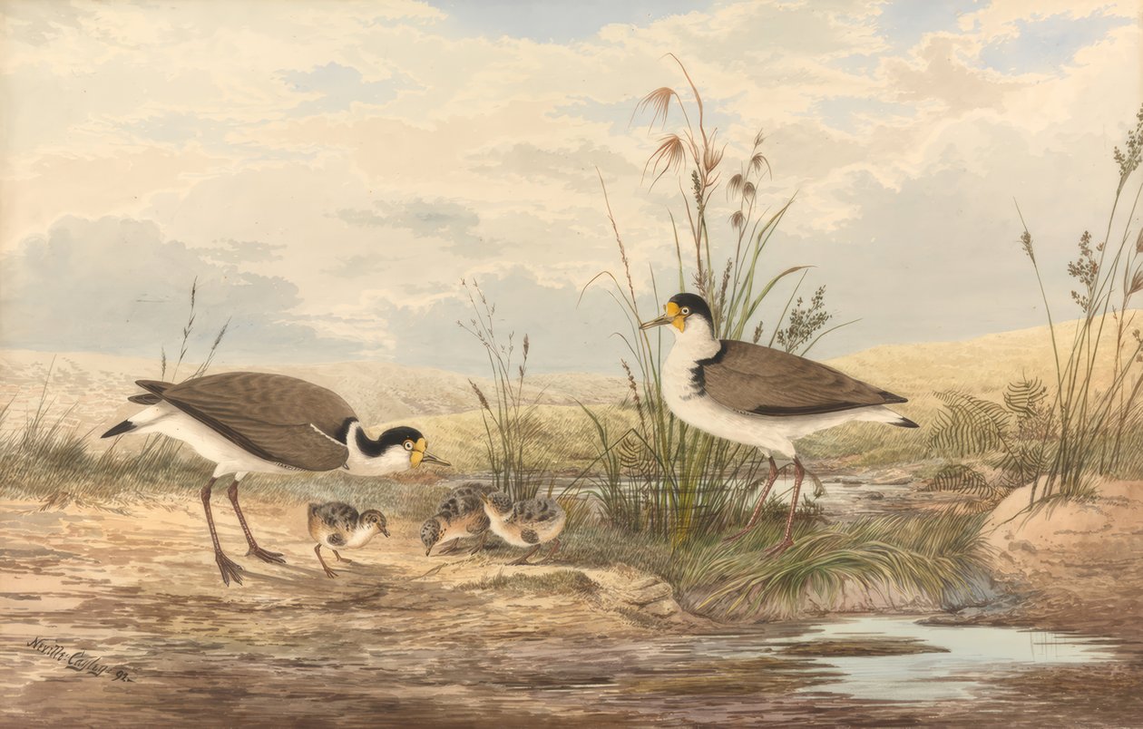 Maskenkiebitz, Vanellus miles af Neville Henry Cayley