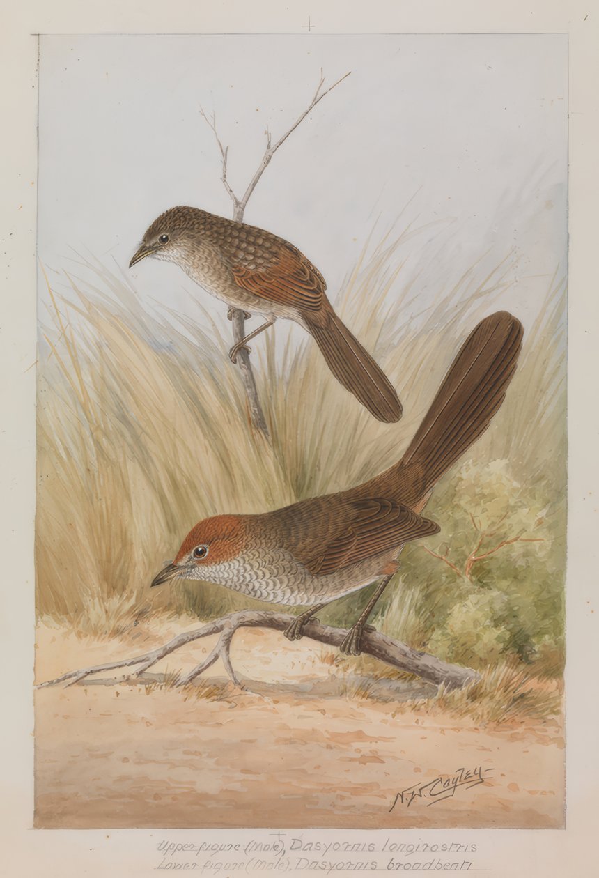 Langnæbbet Lackvogel af Neville William Cayley