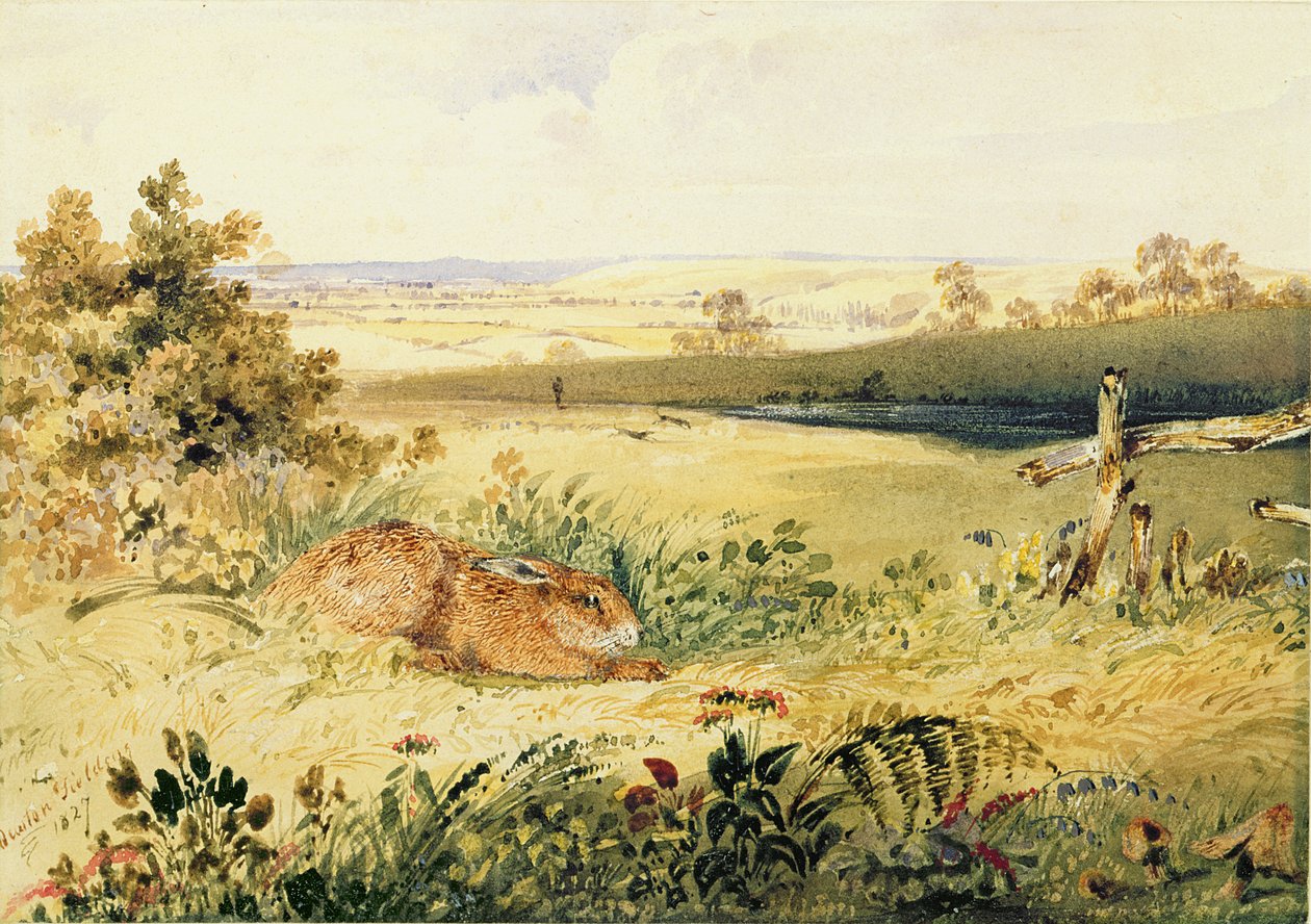 Hare i et landskab, 1827 (wc med kropsfarve, gummi arabicum og grafit på papir) af Newton Fielding