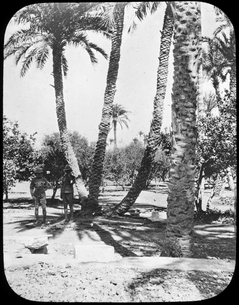 General Gordons Garden, Khartoum, Sudan, c1890 af Newton and Co