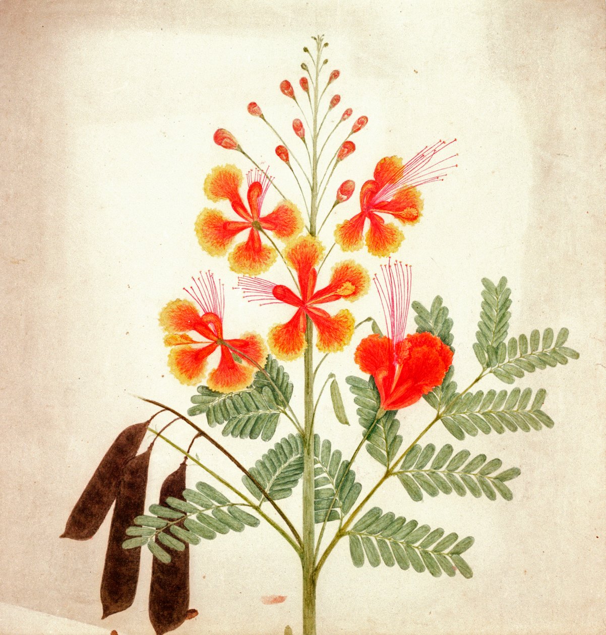 Blomsterstudie, ca. 1840 (akvarel) af Nicholas Tomlinson