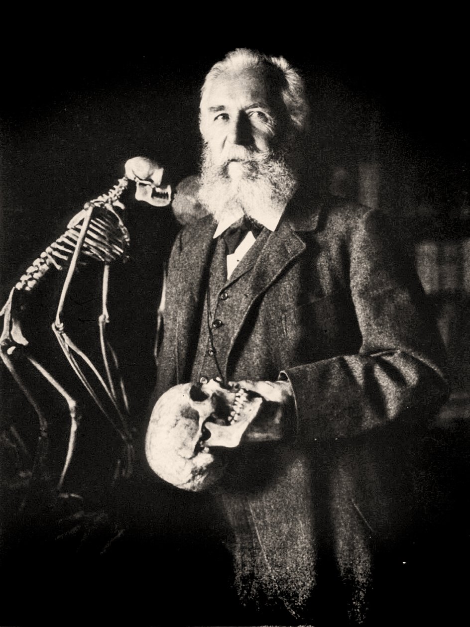 Portræt af Ernst Haeckel ved siden af skelettet af en abe, ca. 1860 (foto) af Nicola Perscheid