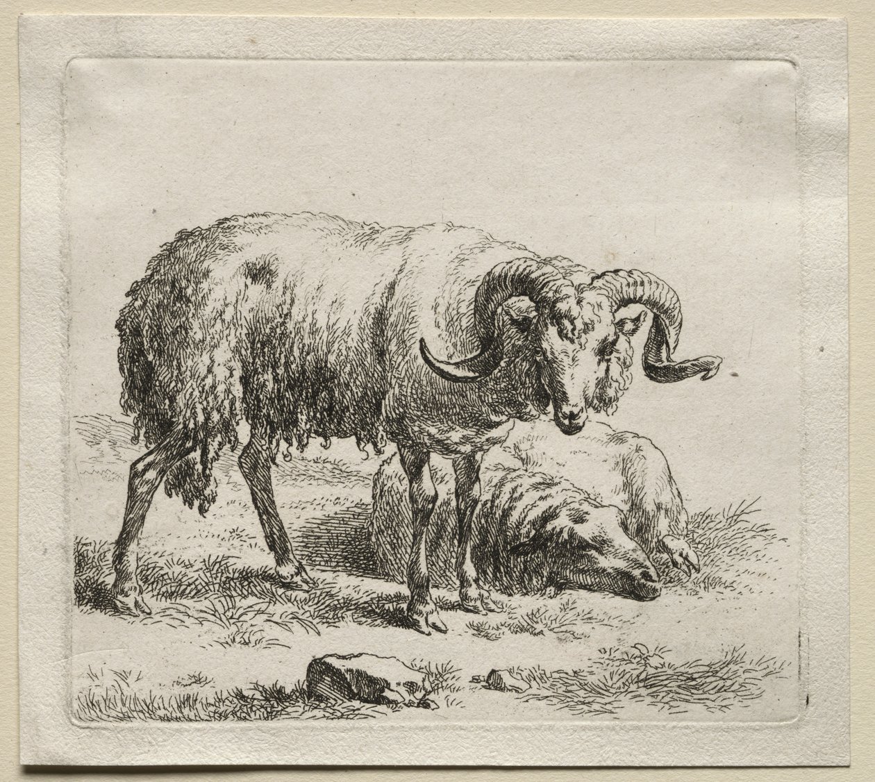 Animalia: Vædder og får af Nicolaes Berchem