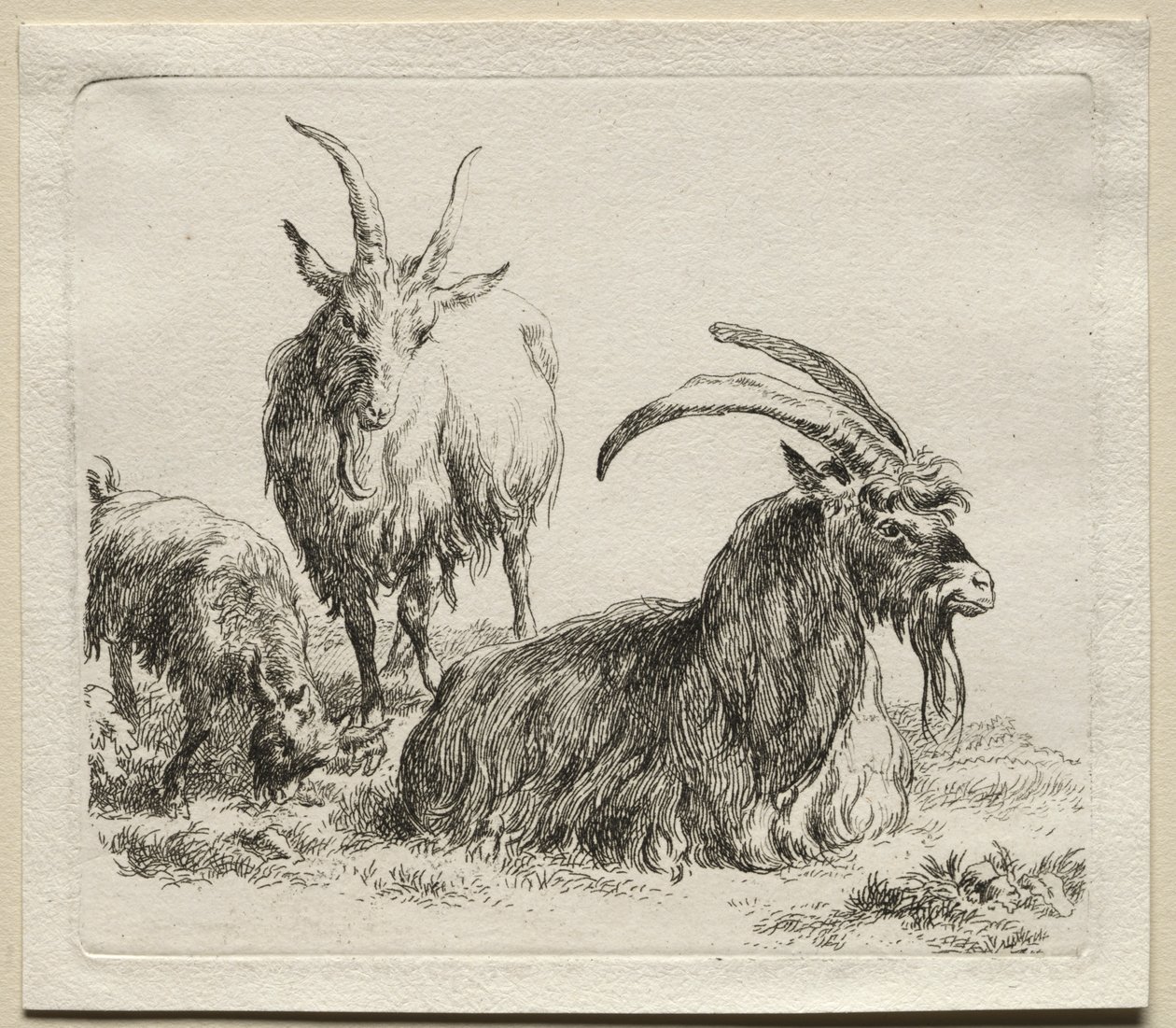 Animalia: Tre geder af Nicolaes Berchem