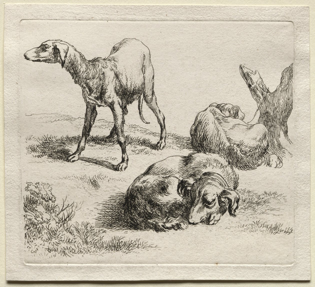 Animalia: Tre jagthunde af Nicolaes Berchem