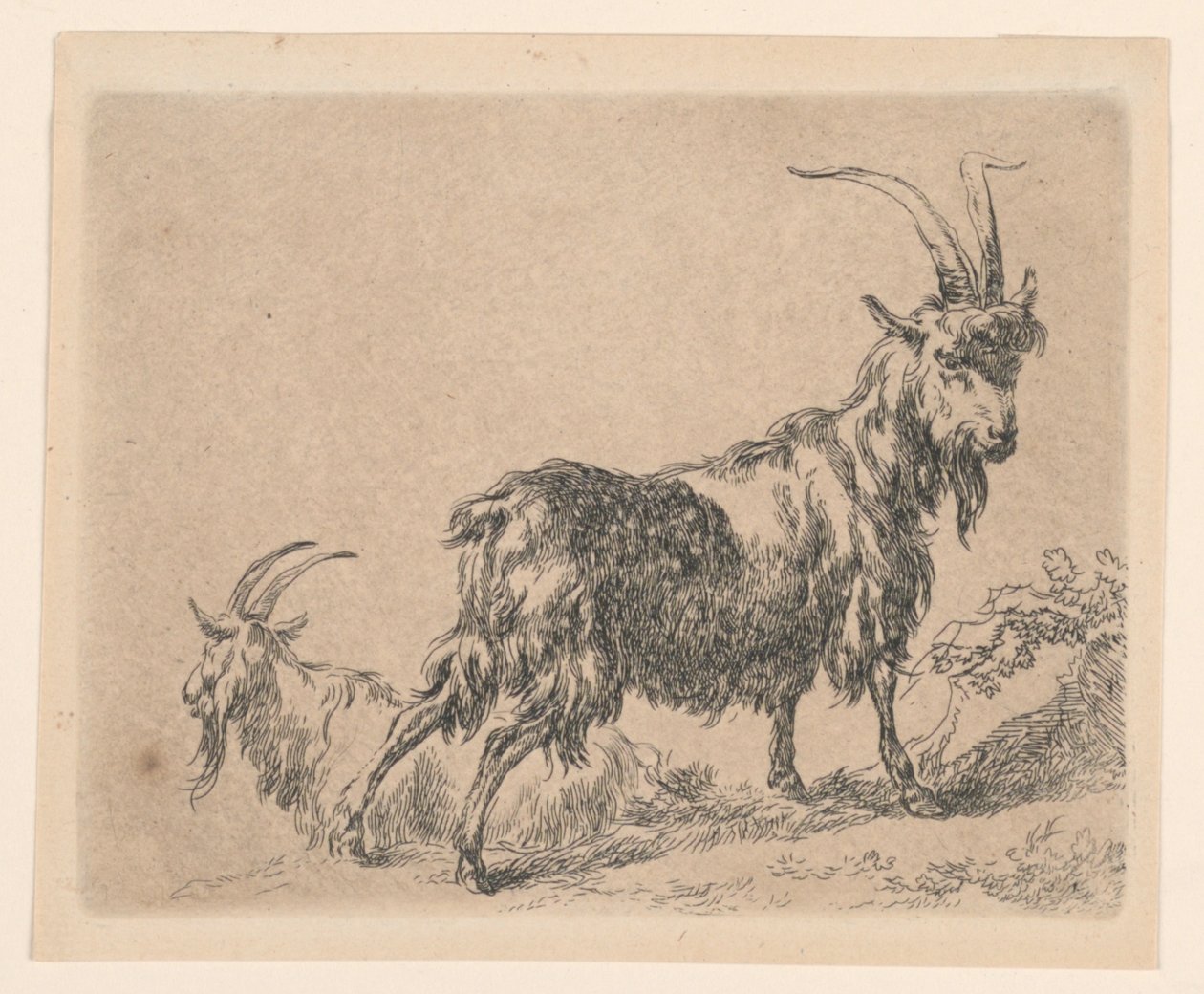 To geder, fra Berchems "Animalia" (Dyr) af Nicolaes Berchem