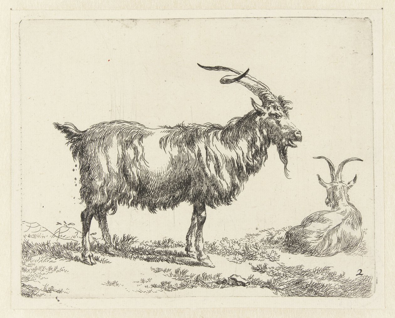 To geder Geiten (serietitel) Dyr draget til livet og trykt i vand af stærk luft af Nicolai Berchems atelier og kunst (serietitel) af Nicolaes Pietersz Berchem