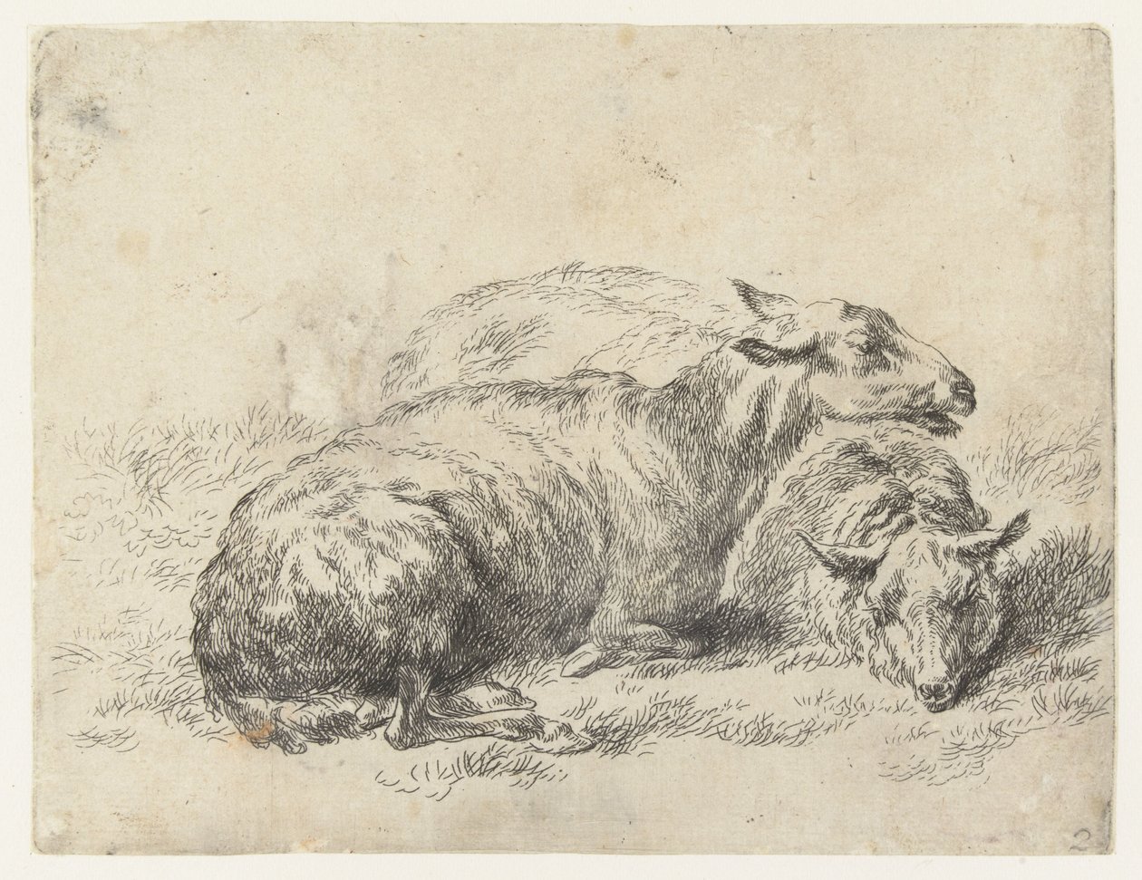 Twee Ligende Schapen får (serietitel) Dyr draget til livet og trykt i vand af stærk luft af Nicolai Berchems atelier og kunst (serietitel) af Nicolaes Pietersz Berchem