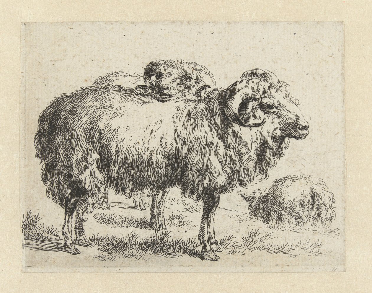 Twee rammen en een schaap Schapen (serietitel) Dyr draget til livet og trykt i vand af stærk luft af Nicolai Berchems atelier og kunst (serietitel) af Nicolaes Pietersz Berchem