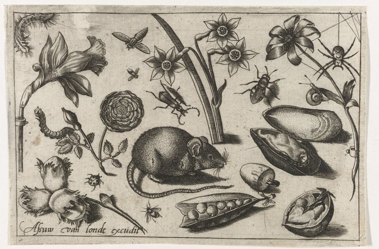 Blomster, en mus, insekter og en musling Fugle, blomster, insekter etc. (serietitel) af Nicolaes de Bruyn (possibly)