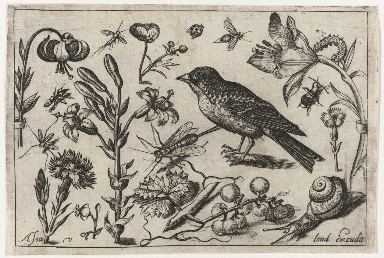 Blomster, en snegl og en fugl Fugle, blomster, insekter etc. (serietitel) af Nicolaes de Bruyn (possibly)