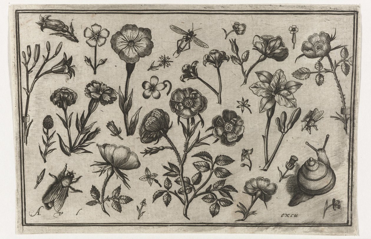 Blomster, en flue og en snegl Fugle, blomster, insekter etc. (serietitel) af Nicolaes de Bruyn (possibly)