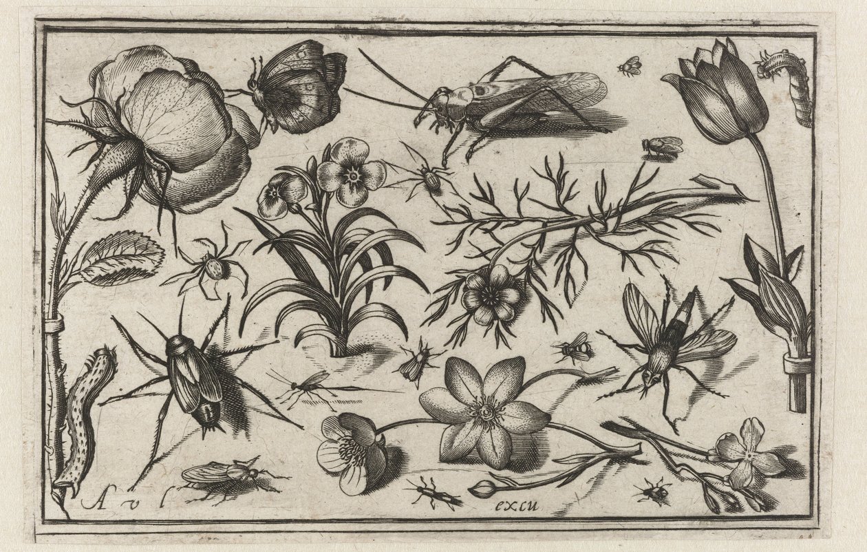 Blomster og insekter Fugle, blomster, insekter etc. (serietitel) af Nicolaes de Bruyn (possibly)