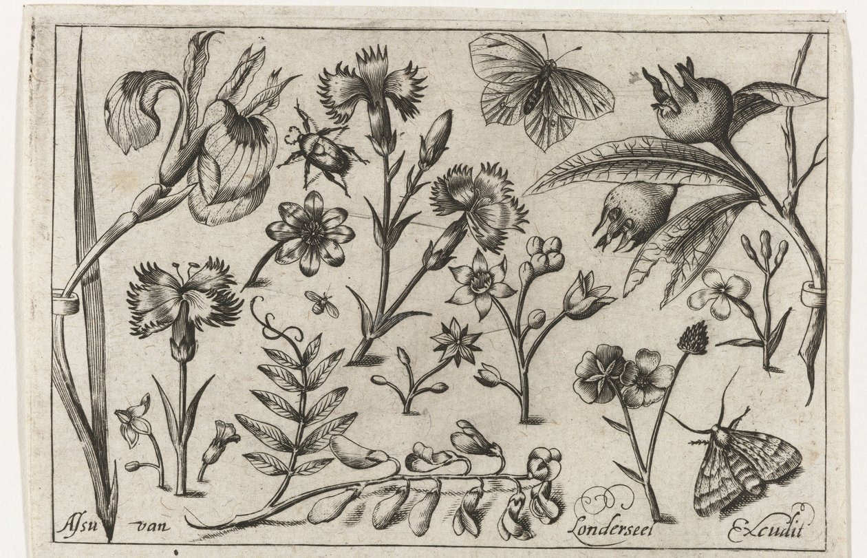 Blomster og sommerfugle Fugle, blomster, insekter etc. (serietitel) af Nicolaes de Bruyn (possibly)
