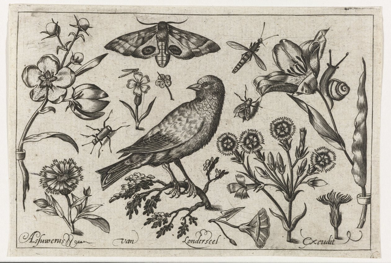 Blomster, insekter, natpåfugleøje og en krage Fugle, blomster, insekter etc. (serietitel) af Nicolaes de Bruyn (possibly)