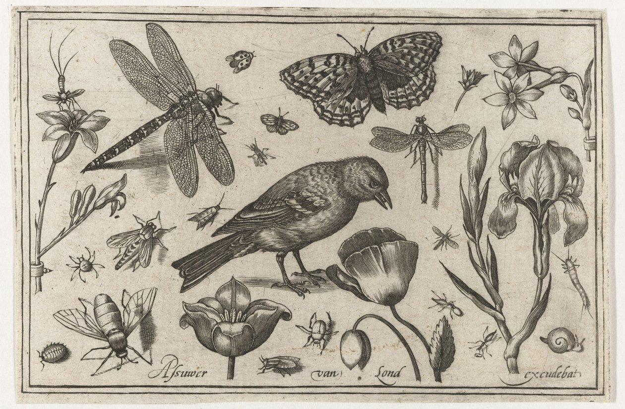 Blomster, guldsmede og fugl Fugle, blomster, insekter etc. (serietitel) af Nicolaes de Bruyn (possibly)