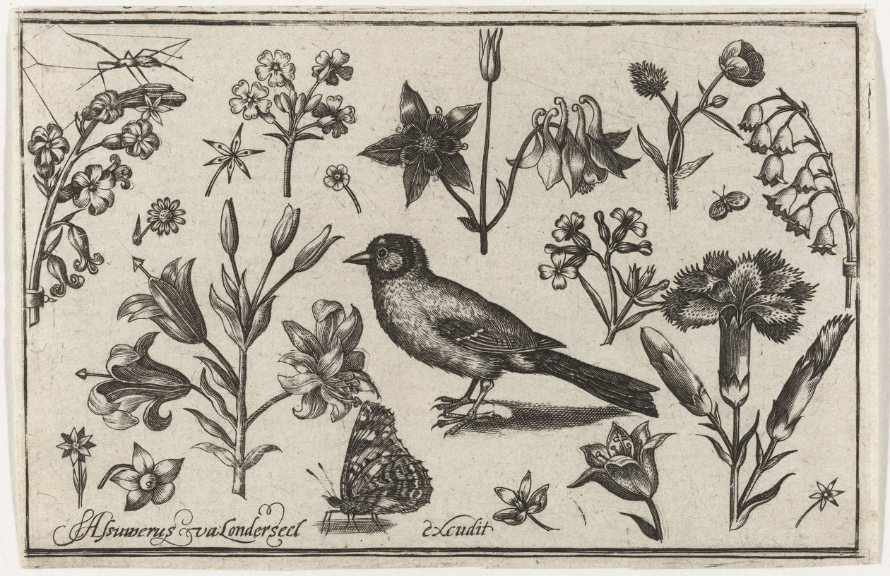 Blomster, sommerfugl og en fugl Fugle, blomster, insekter etc. (serietitel) af Nicolaes de Bruyn (possibly)