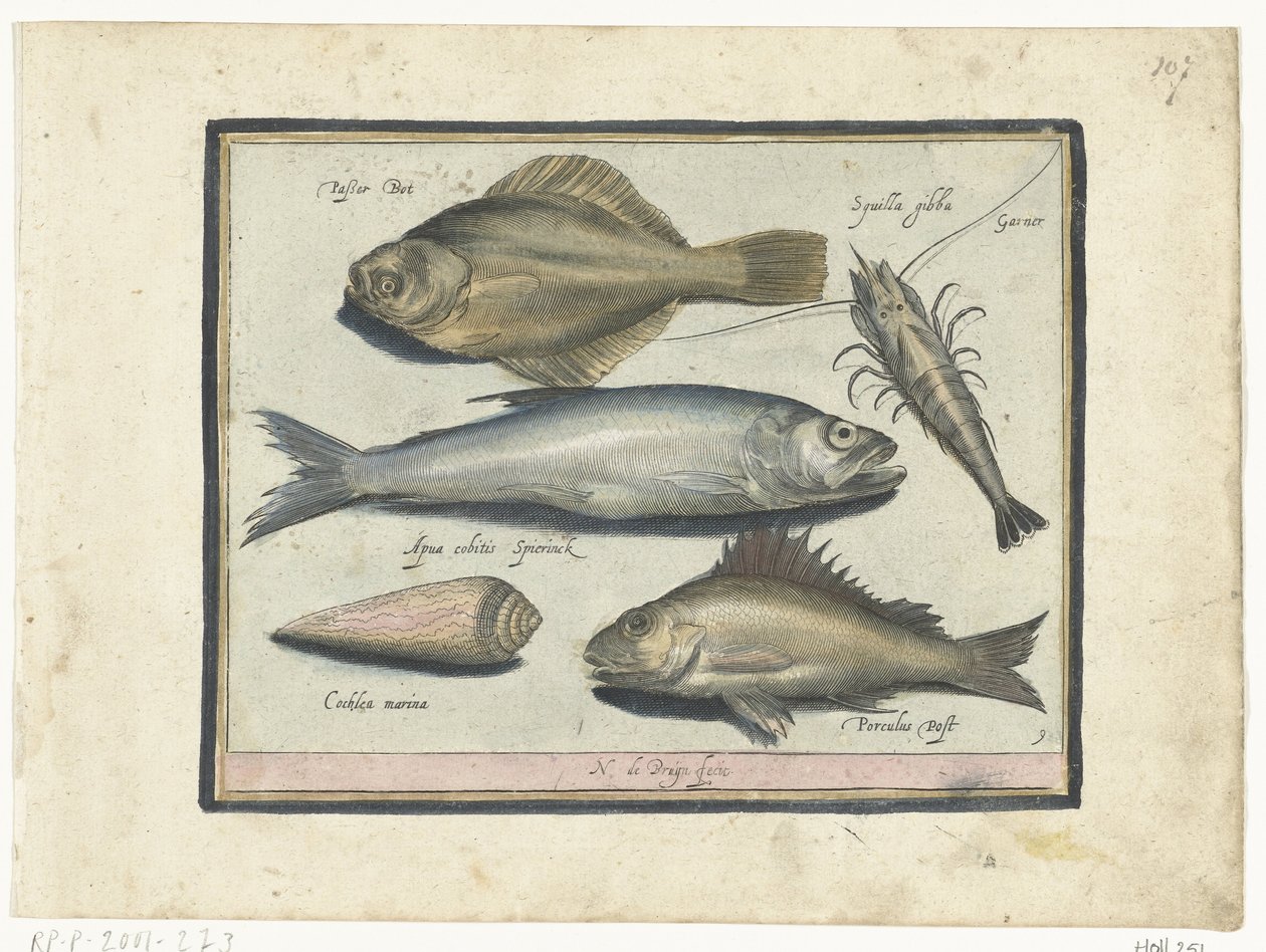 Skrubbe, rejer, smelt og pos Libelivs diverse Genera piscium complectens (serietitel) Ferskvandsfisk, havfisk, frøer, krebsdyr og havdyr (serietitel) af Nicolaes de Bruyn