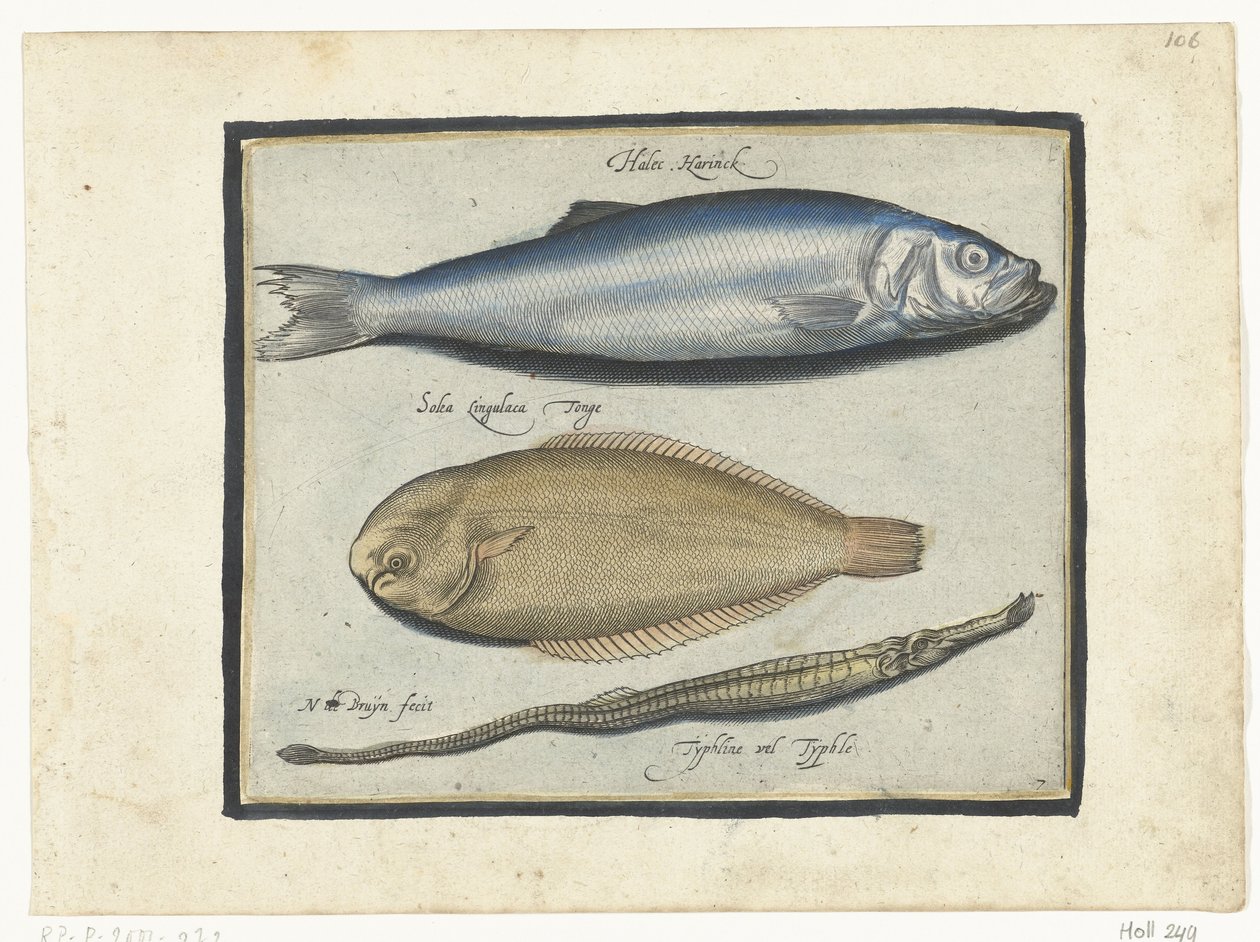 Sild, søtunge og pibefisk Libelivs diverse Genera piscium complectens (serietitel) Ferskvandsfisk, havfisk, frøer, krebsdyr og havdyr (serietitel) af Nicolaes de Bruyn