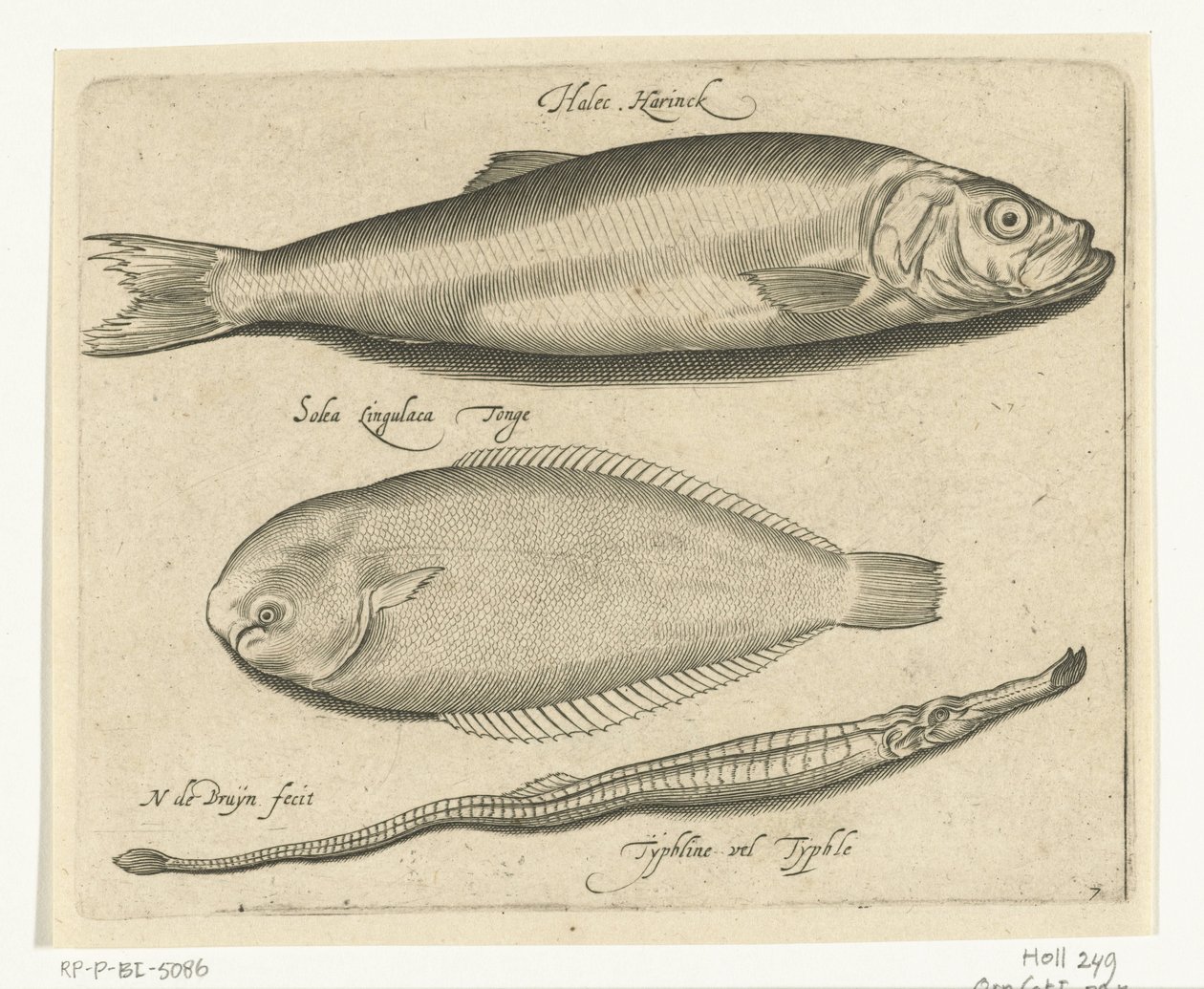 Sild, søtunge og pibefisk Libelivs diverse Genera piscium complectens (serietitel) Ferskvandsfisk, havfisk, frøer, krebsdyr og havdyr (serietitel) af Nicolaes de Bruyn