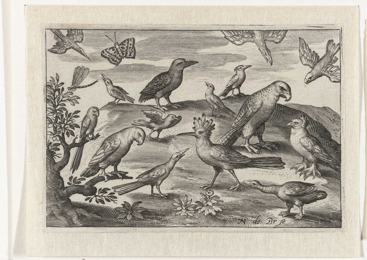 Humle og andre fugle Fugle og insekter (serietitel) af Nicolaes de Bruyn