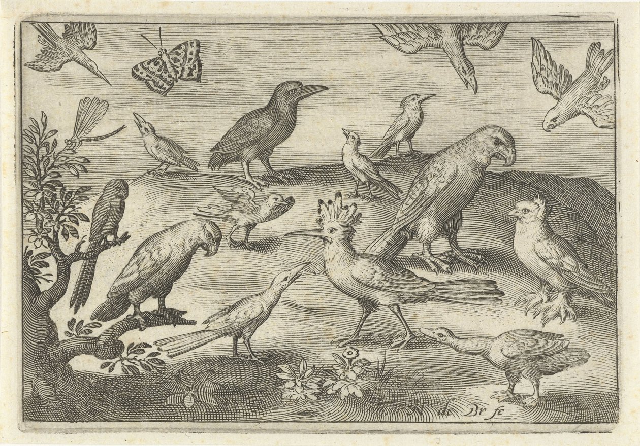 Humle og andre fugle Fugle og insekter (serietitel) af Nicolaes de Bruyn