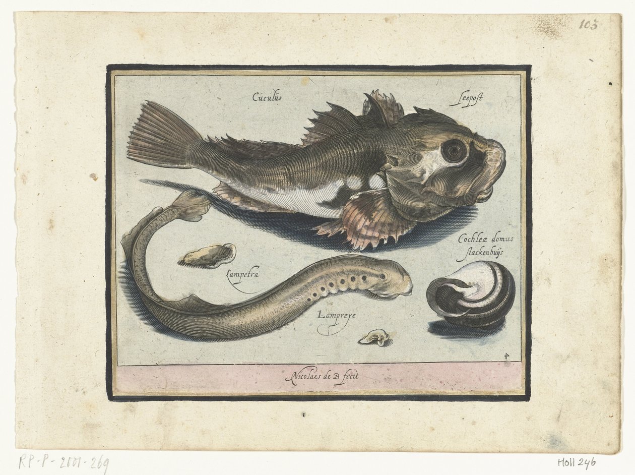 Poon, prik og sneglehus Libelivs diverse Genera piscium complectens (serietitel) Ferskvandsfisk, havfisk, frøer, krebsdyr og havdyr (serietitel) af Nicolaes de Bruyn