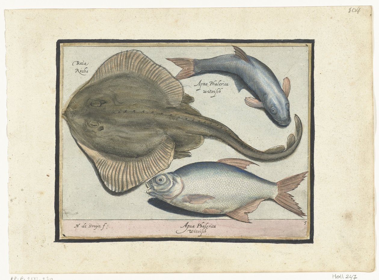 Rokke, brasen og hvidfisk Libelivs diverse Genera piscium complectens (serietitel) Ferskvandsfisk, havfisk, frøer, krebsdyr og havdyr (serietitel) af Nicolaes de Bruyn