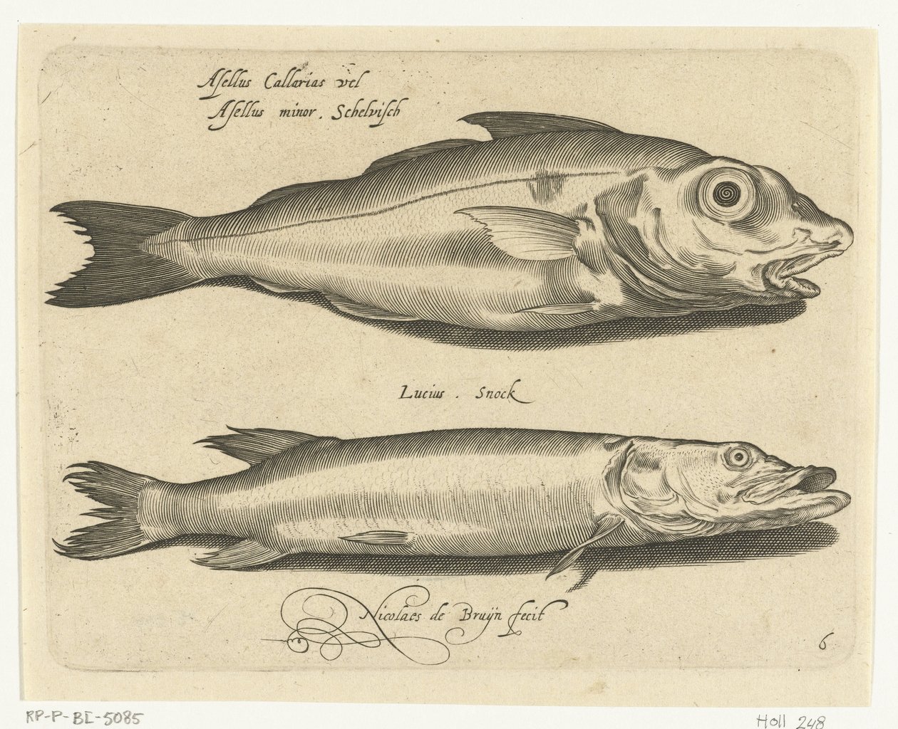 Kuller og gedde Libelivs diverse Genera piscium complectens (serietitel) Ferskvandsfisk, havfisk, frøer, krebsdyr og havdyr (serietitel) af Nicolaes de Bruyn
