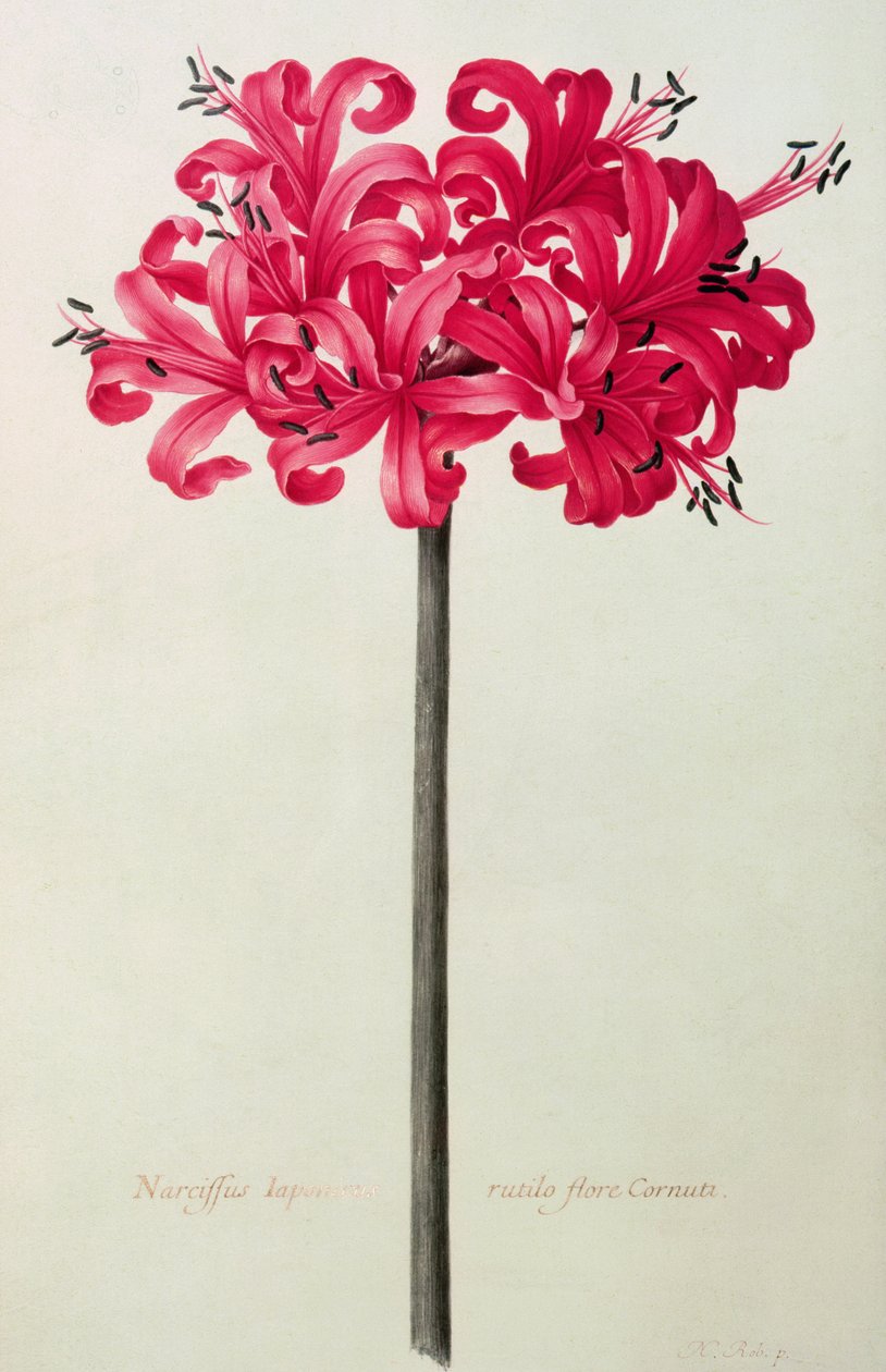 Amaryllis Sarniensis eller Narcissus (wc på vellum) af Nicolas Robert