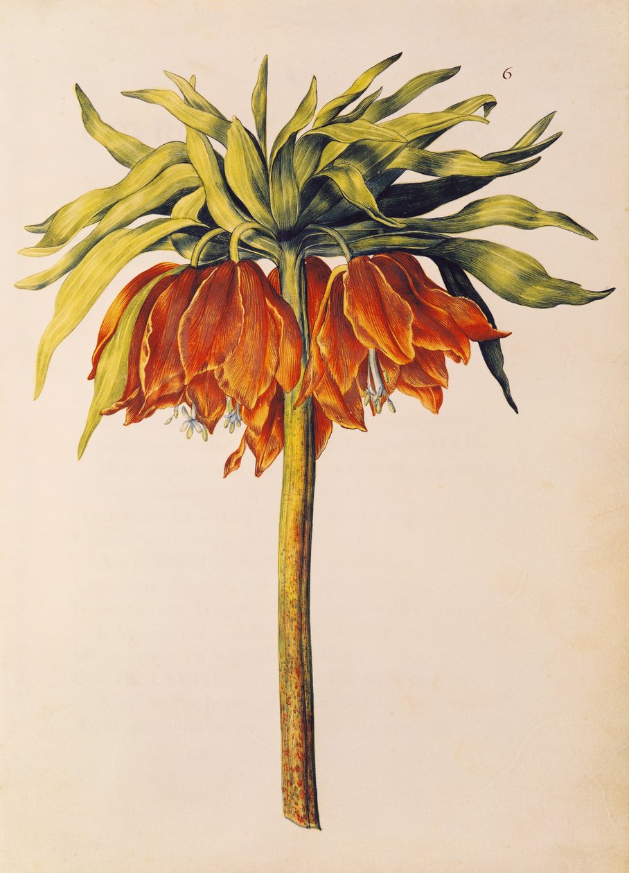 Crown Imperial Lily eller Fritillary, fra 