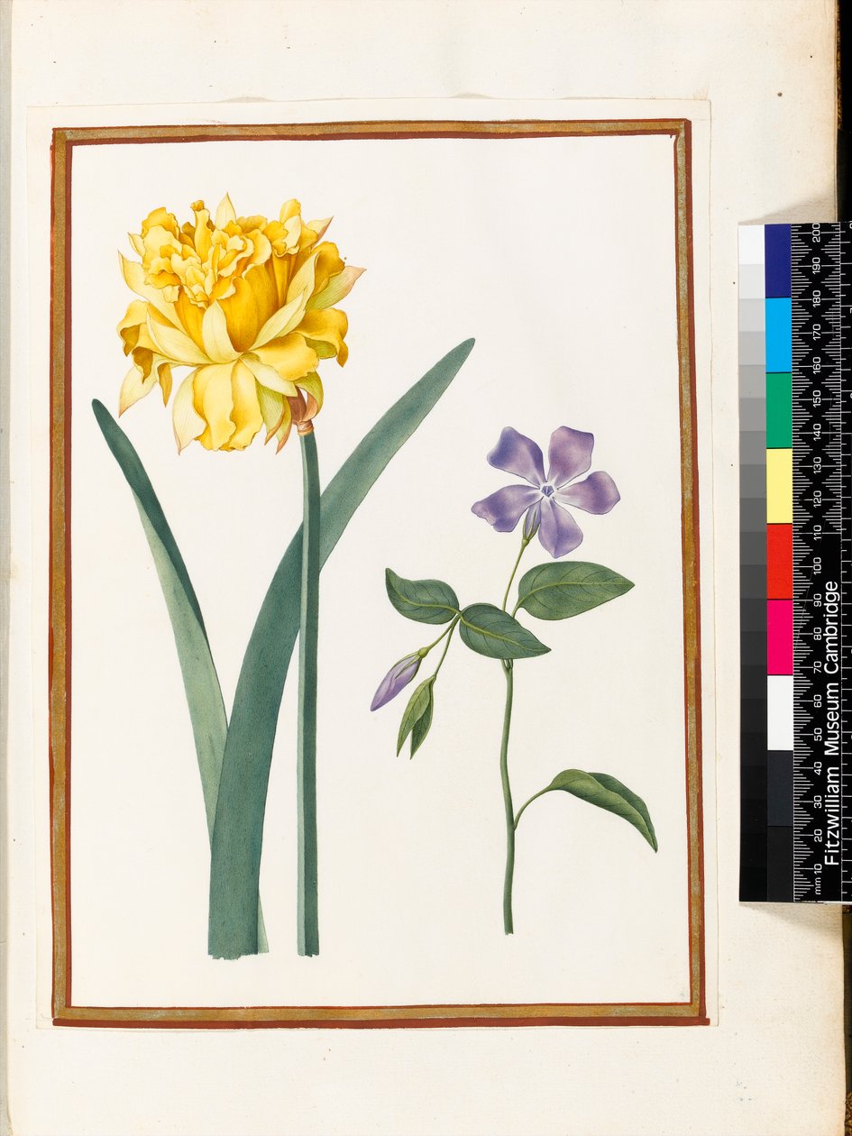 Dobbelt påskelilje og periwinkle (wc på vellum) af Nicolas Robert